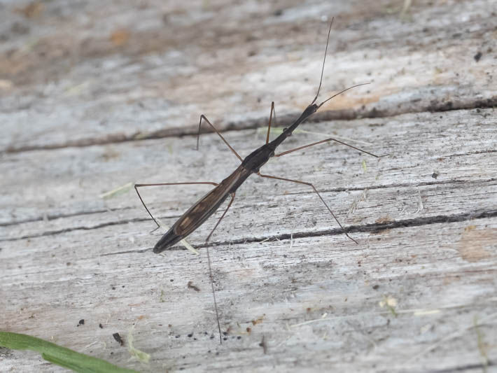 Hydrometra stagnorum (Water Measurer).jpg